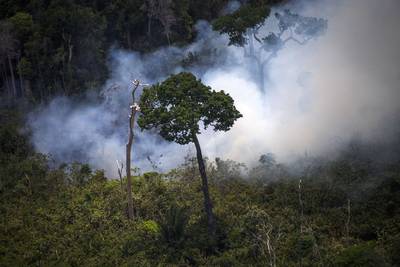 Ondanks beloftes van regering-Lula blijft ontbossing Amazonewoud toenemen