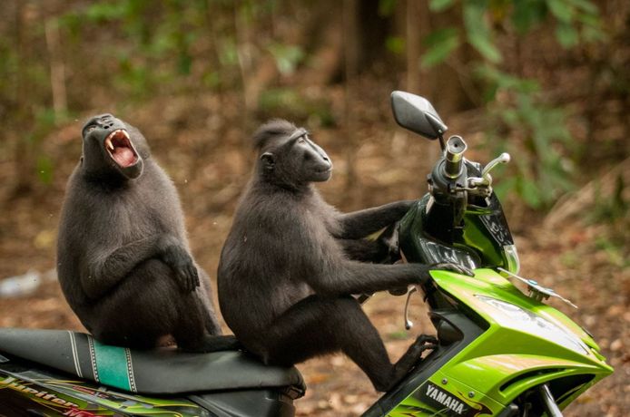 Comedy Wildlife Photography Awards