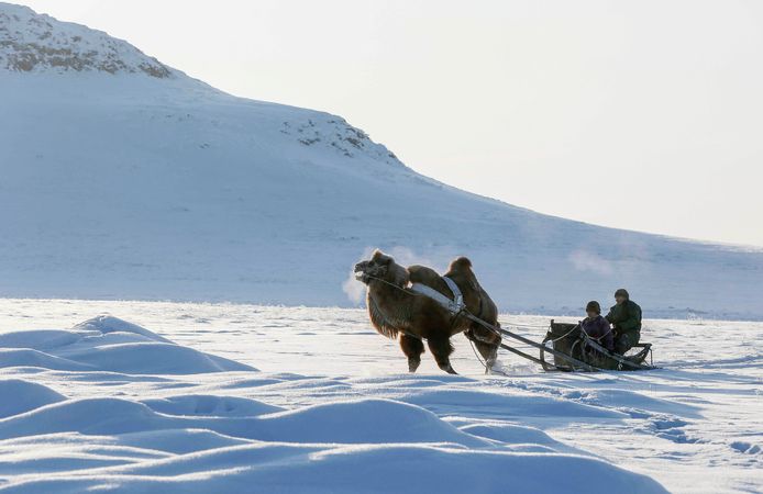 Een schapenherder in het Zuid-Siberische Tuva verplaatst zich met zijn kameel bij een temperatuur van - 27 graden. Foto Ilya Naymushin