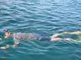 Snorkelaar (25) ernstig verwond door haai aan Great Barrier Reef