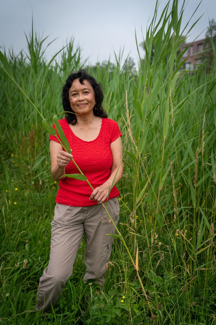 Nee Ik Ben Dus Niet Indonesisch Ik Ben Een Nederlander Met Indische Roots Arnhem Gelderlander Nl