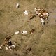 NVWA: 117 meldingen over dieren die teveel last hadden van de hitte