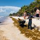 Monsterachtige drek besmeurt parelwitte stranden van Mexico