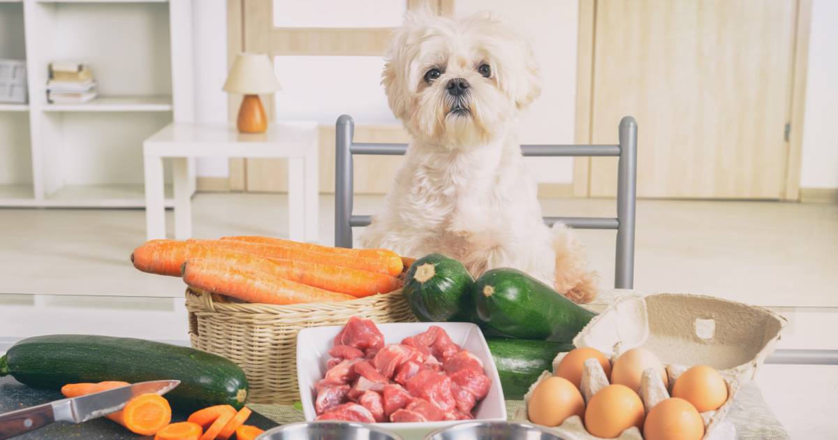 Is there any harm in feeding your pet leftovers?  “Be careful with the spaghetti sauce!”  |  to eat