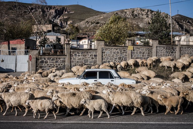 Hevige strijd of niet, de herders blijven op zoek naar geschikte plekken waar hun schapen kunnen grazen. Beeld OLIVIER PAPEGNIES