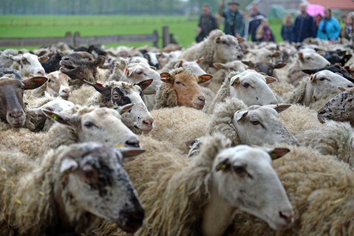 De schaapskudde in natuurgebied Haaksbergerveen.