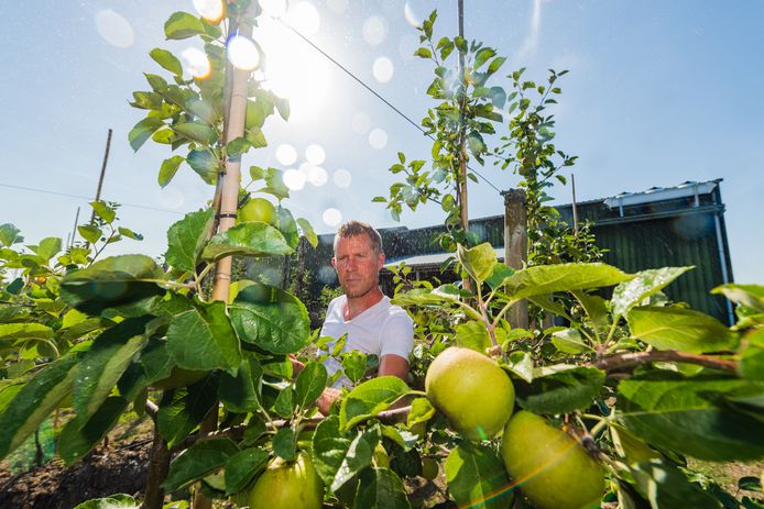 Fruitteler Maarten Gerritsen in Schalkwijk gaat beregenen om zijn fruit te beschermen tegen de brandende zon