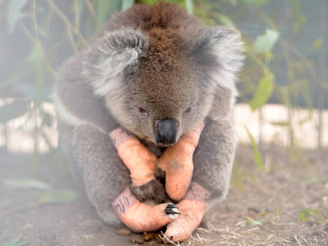 Meer dan 60.000 koala's getroffen door Australische bosbranden afgelopen zomer