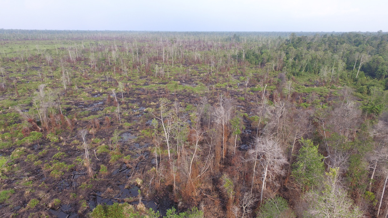 Borneo Beeld Narasi/SaveOurBorneo
