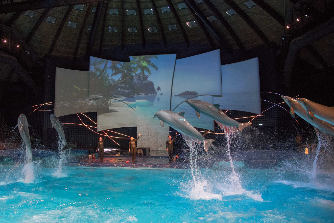 Het Dolfinarium maakt een einde aan de 'circusachtige shows'. De sprongen, zoals te zien op de foto, blijven wel onderdeel van de voorstelling. Dat is namelijk een 'natuurlijke gedraging' van een dolfijn.