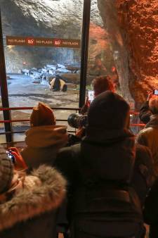 Les écoliers d’Ixelles n’iront plus au zoo: “Ce n'est pas la place des animaux sauvages”