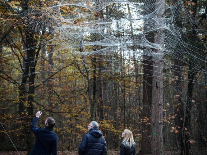 Reusachtig spinnenweb in bosrijk Kattevennen