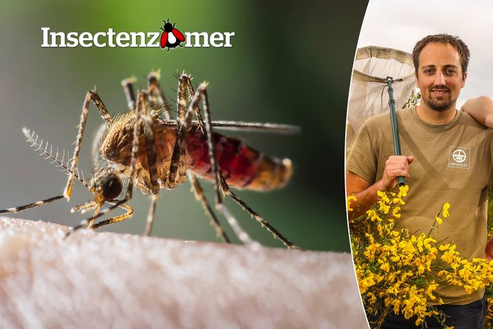 Zijn we niet beter af in een wereld zonder muggen?