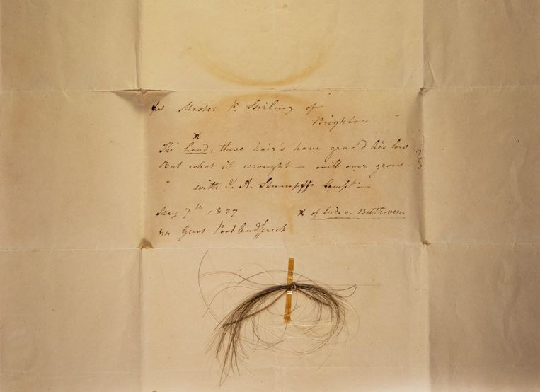 Une mèche de cheveux de Beethoven qui a permis aux chercheurs de cartographier toute la séquence d'ADN du compositeur.  Image KEVIN BROWN/NYT