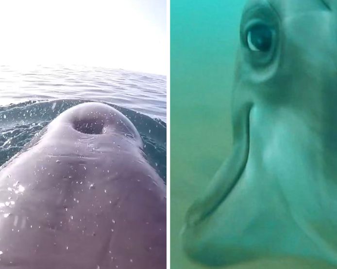 Les images incroyables d'un dauphin de la marine américaine en train de chasser.