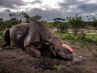 Stropers doodden in 2017 weer meer dan 1.000 neushoorns in Zuid-Afrika