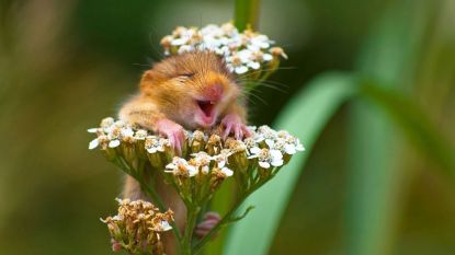 Fantastische foto's! Deze dieren werken echt op de lachspieren