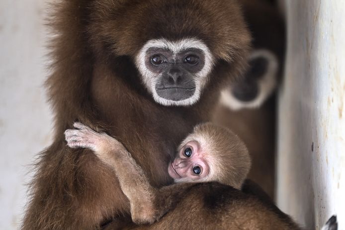 Illustratiefoto: een volwassen gibbon met een jong.