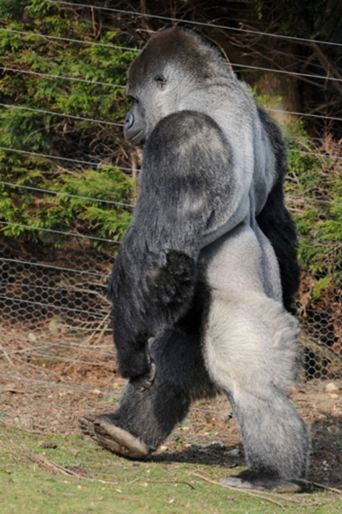 Gorilla Ambam. Foto: ANP.