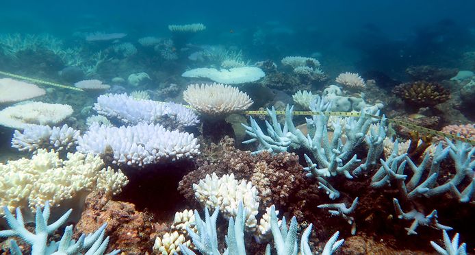 Omvangrijke koraalverbleking in het Great Barrier Reef in Australië.