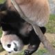 Oeps: panda maakt foutje bij boomklimmen