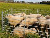 Weer schapen doodgebeten bij Heelsum