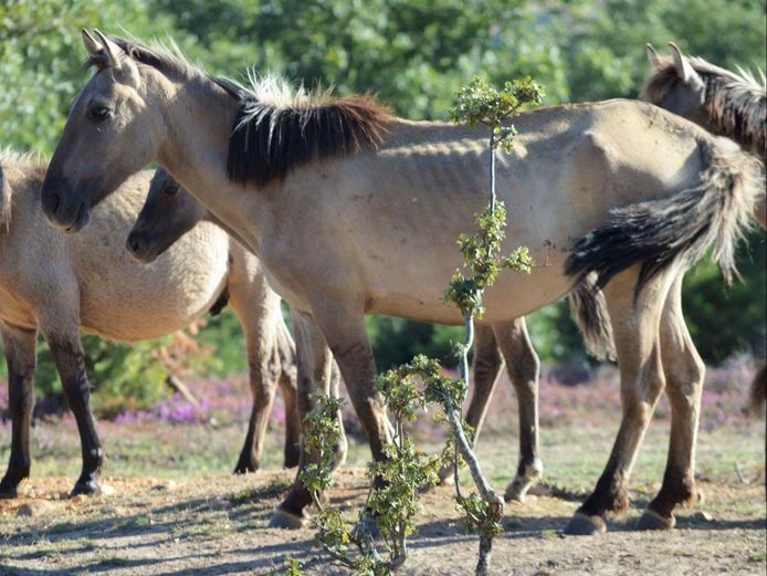 Een deel van de Flevolandse konikpaarden in Spanje is mager, veroorzaakt door een parasiet.