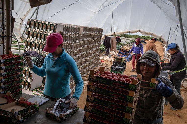 Migranten als seizoenarbeiders in de aardbeienpluk in Lepe, Spanje. Beeld Anadolu Agency via Getty Images