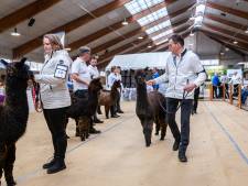 Veel bekijks bij alpacashow, maar ze knuffelen mag niet: ‘Daar houden ze echt niet van’