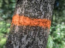 Kleine 250 bomen plat voor fietspad tussen Moerdijk en Zevenbergen