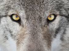 ‘Gelderse oefenterreinen Defensie geschikt voor wolven’