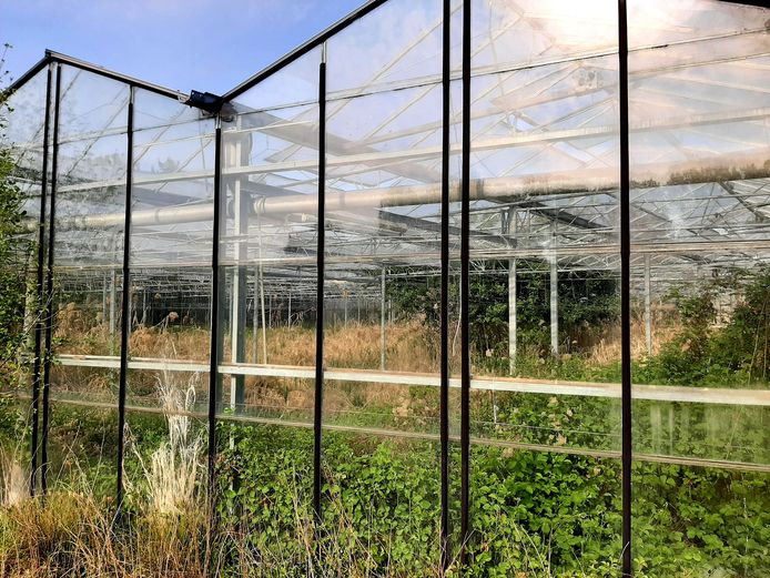 Wildgroei in de sinds enige jaren niet meer in gebruik zijnde kassen aan de Liesboslaan in Breda.