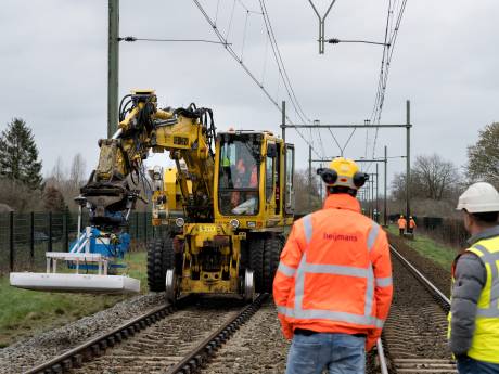 De das was bijna uitgestorven, maar doet het nu (te) goed: ‘Spuit in de kont is nu enige oplossing in Esch’