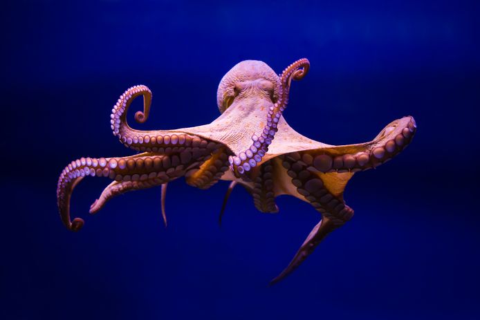 De Octopus vulgaris.