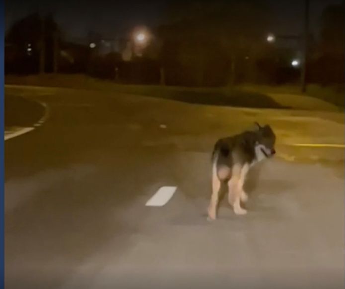 Zaterdagnacht werd dit beeld gemaakt van een wolf in de Antwerpse haven.