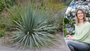 Yucca of palmlelie (links) en tuinexperte Laurence Machiels (rechts).