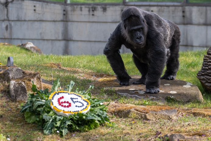 Beelden van Fatou, de oudste gorilla ter wereld, die in april dit jaar haar 65e verjaardag vierde in de zoo van Berlijn.
