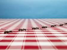 Zie je die stoet mieren graag verdwijnen? ‘Plant een barrière van afrikaantjes, daar houden ze niet van’