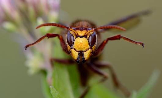 Gestoken door een hoornaar? Dít moet je doen