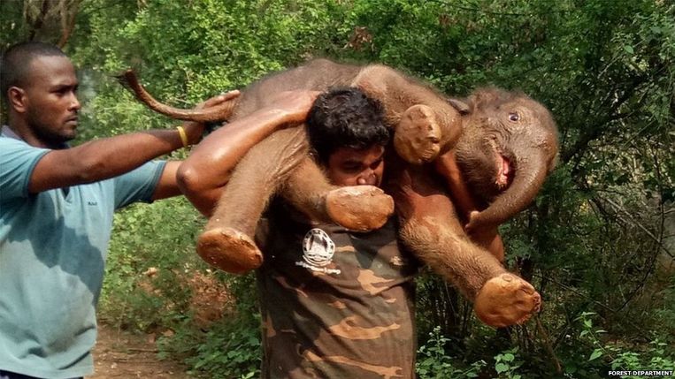 Palanichamy Sarathkumar besloot om het olifantje alleen terug naar zijn mama te dragen, zodat de rest van zijn team niet in gevaar zou zijn als moeder olifant zou aanvallen. 