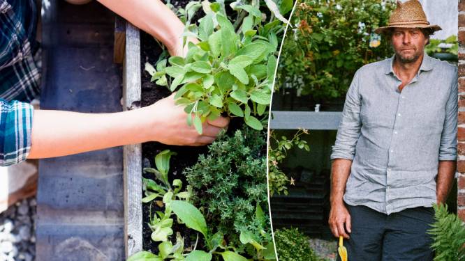 Wim Lybaert verklapt hoe je een weelderige kruidentuin aanlegt: “Iedere soort vraagt een eigen verzorging” 
