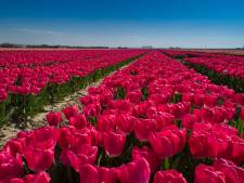 Grote trek naar tulpenvelden in Flevoland blijft uit