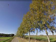 Populieren in Lage Zwaluwe gekapt: risico op omwaaien bomen is te groot 