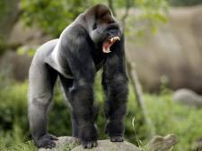 Bokito in Blijdorp besmet met corona, ook andere gorilla’s en leeuwen hebben het virus