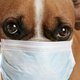 'Eerste hond is besmet geraakt door het coronavirus'