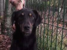Vermiste hond Nola uit Eindhoven na 52 dagen gevonden in België: ‘We gingen al uit van het ergste’