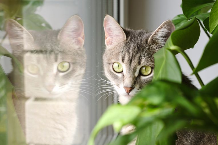 Déze kamerplanten zijn giftig voor katten  Beeld Getty Images/iStockphoto