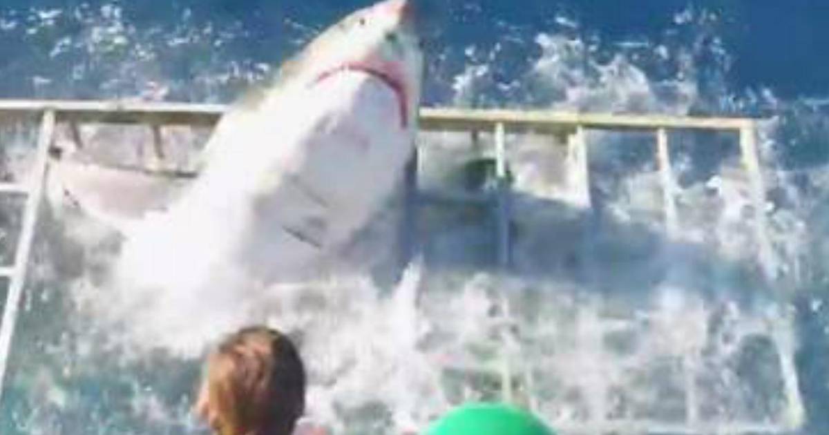 Man in door haai aangevallen kooi