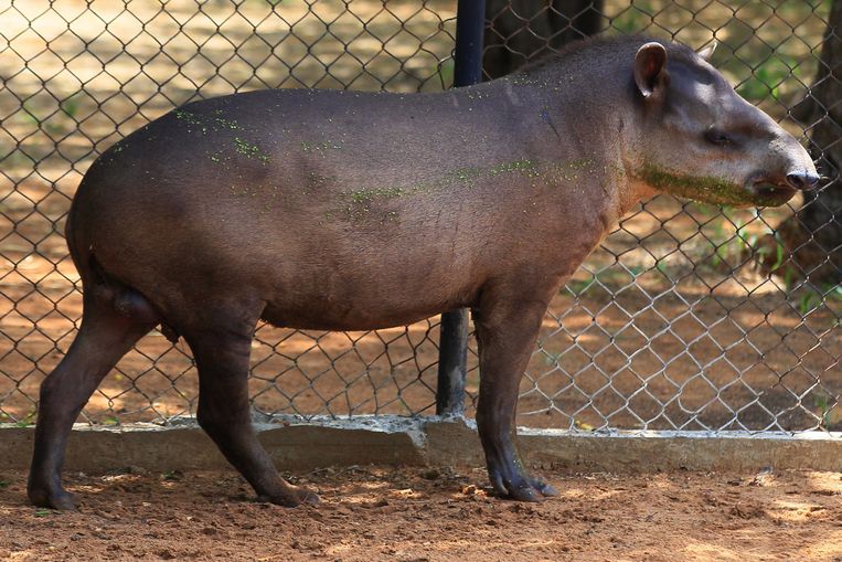 Venezolanen stelen dieren uit dierentuin om honger te | Trouw