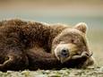 Wat je van beren leren kan: winterslaap geeft geheimen diabetes prijs